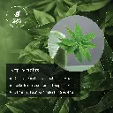 herbalSoapKeyBenefits@3x-8.webp